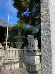 福良八幡神社の狛犬