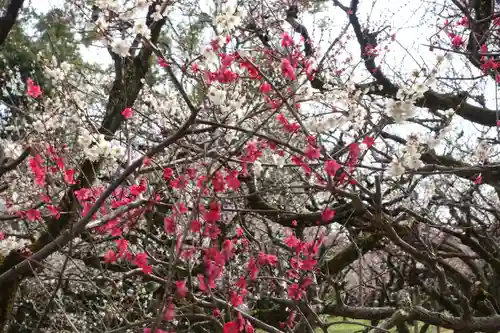 北野天満宮の自然