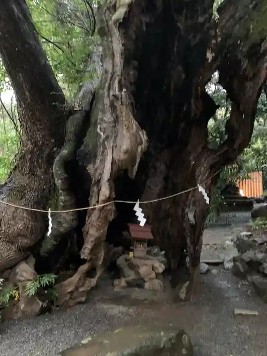 來宮神社の自然