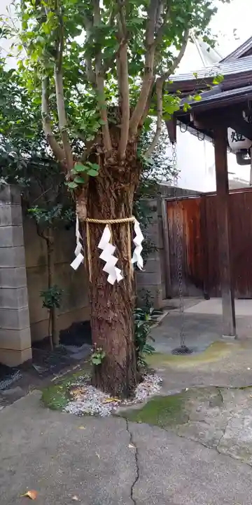 八坂神社御供社(又旅社)の自然