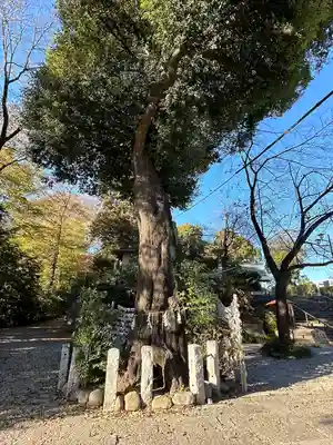 所澤神明社(埼玉県)