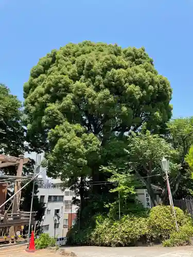品川神社の自然