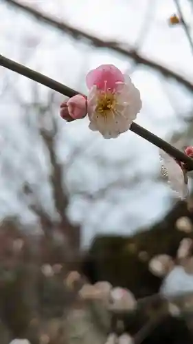 北野天満宮(京都府)