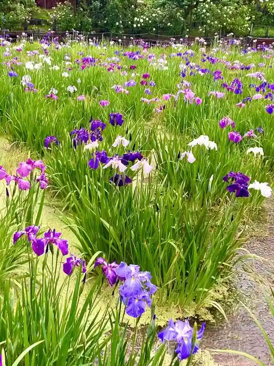 本土寺(千葉県)