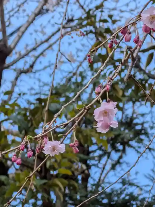 秋葉神社(東京都)