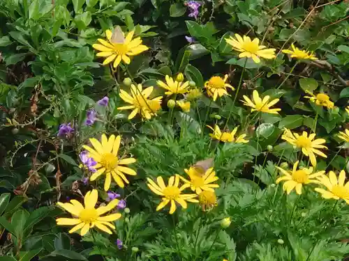 最福寺別院江の島大師の動物
