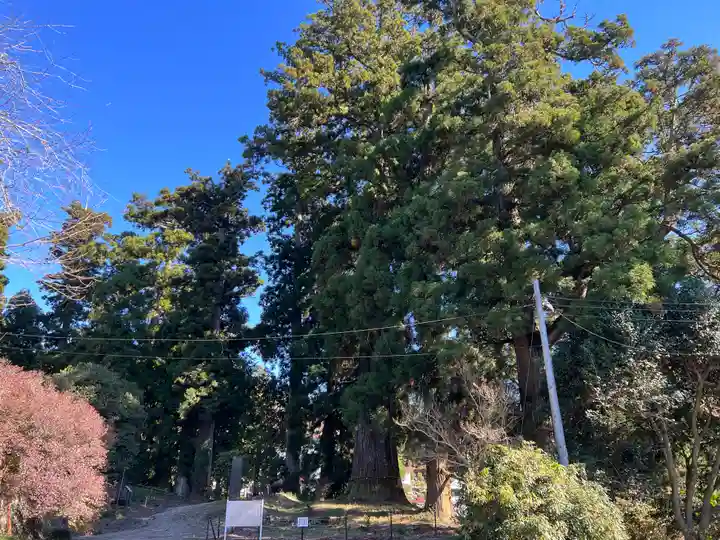村山浅間神社(静岡県)