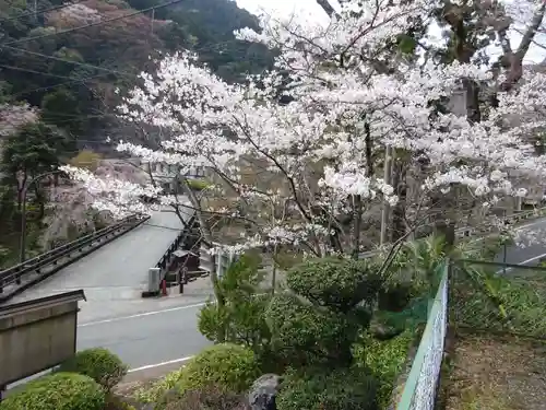 日蓮宗 総本山 塔頭 定林坊(じょうりんぼう)の自然
