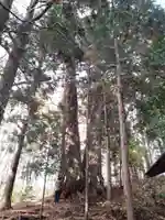 戸隠神社火之御子社の自然