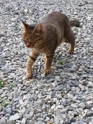 青猿神社(岩手県)