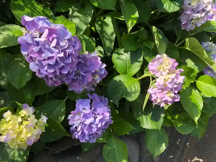 横浜御嶽神社の自然