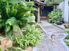 厚福寺の動物