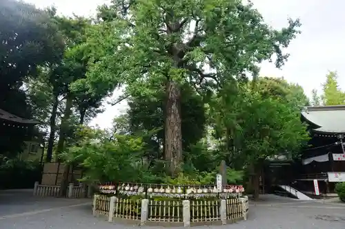 七社神社の自然