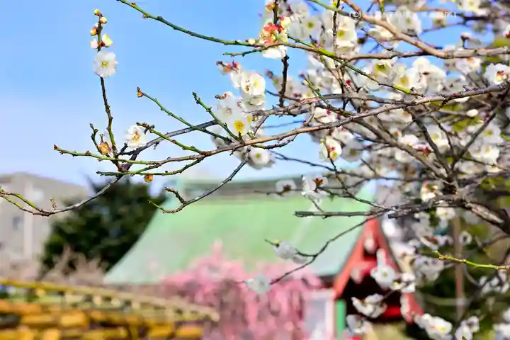 亀戸天神社(東京都)