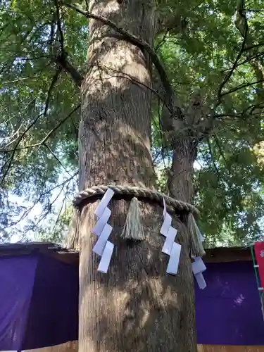 大宮八幡宮の自然