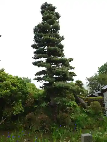 無量寿寺の自然