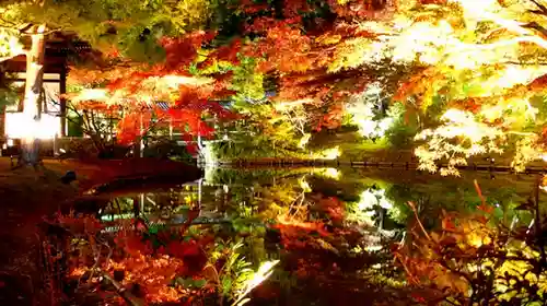 高台寺（高台寿聖禅寺・高臺寺）の自然