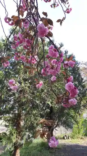 高司神社〜むすびの神の鎮まる社〜の自然