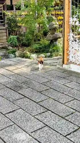 菊田神社の動物