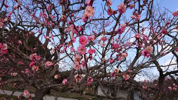 常磐神社の自然