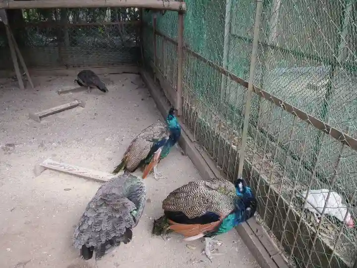 岩槻久伊豆神社の動物