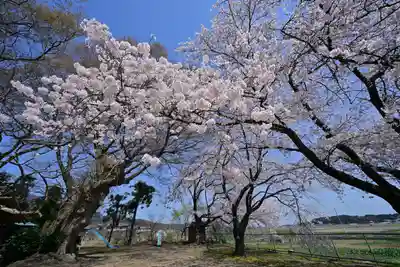 櫻井神社(新潟県)