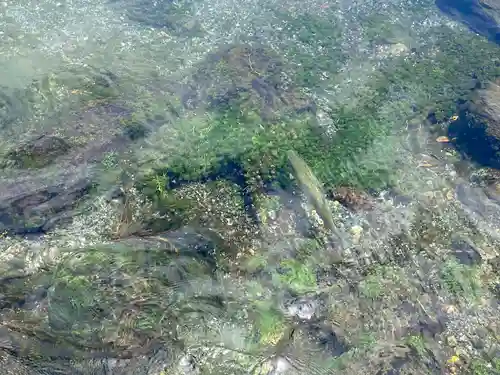 富士山本宮浅間大社の動物