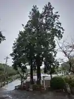 武雄神社の自然