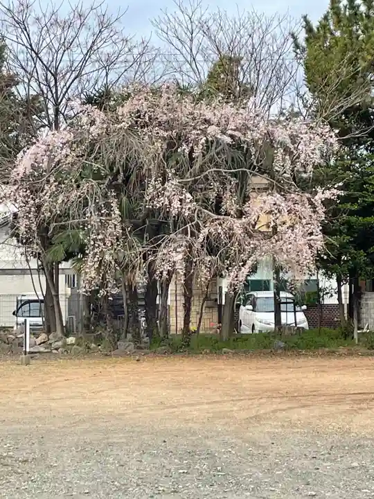 手筒花火発祥の地 吉田神社の自然