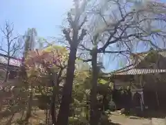 菊水寺の自然