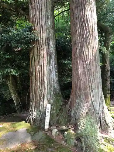 新鞍神社の自然