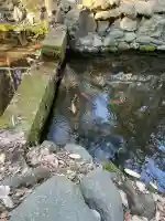白石神社の{uncategorized: "未分類", other: "その他", undefined: "問題あり", building: "その他建物", grave: "お墓", sacred_gate: "鳥居", guardian: "狛犬", statue: "像", buddha: "仏像", history: "歴史", nature: "自然", garden: "庭園", animal: "動物", pagoda: "塔", temizu: "手水舎", mountain_gate: "山門・神門", sanctuary: "本殿・本堂", subordinate: "末社・摂社", art: "芸術", scenery: "景色", jizo: "地蔵", ema: "絵馬", goshuin: "御朱印", omikuji: "おみくじ", items: "授与品その他", amulet: "お守り", goshuincho: "御朱印帳", eats: "食事", festival: "お祭り", votive_dance: "神楽", shichigosan: "七五三参", wedding: "結婚式", experience: "体験その他", initially: "初詣", around: "周辺", anti_infection: "感染症対策"}