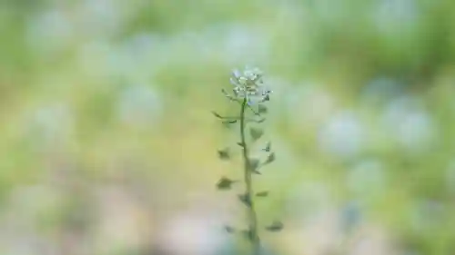 吉備津神社(岡山県)