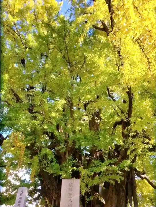 善福寺(東京都)