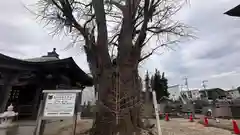 光福寺(徳島県)