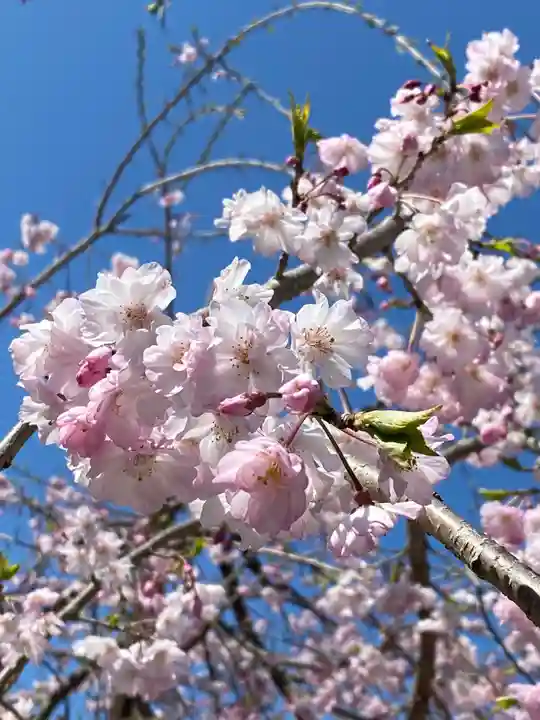 本土寺(千葉県)