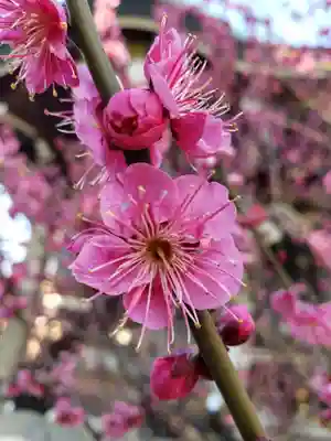 諏訪神社(東京都)