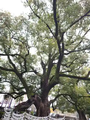 諫早神社（九州総守護  四面宮）の自然