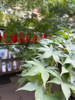 茶ノ木稲荷神社(東京都)