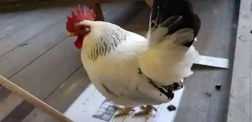 大崎八幡宮の動物