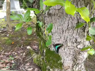 春日神社(福井県)