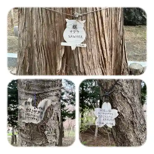 北海道神宮(北海道)