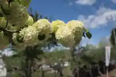 甲斐奈神社の自然