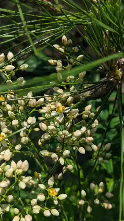 宝蔵寺(京都府)