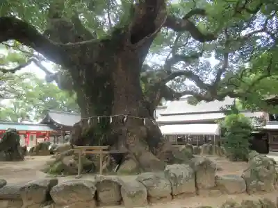 宇美八幡宮の自然
