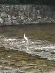 伊勢神宮内宮（皇大神宮）の動物