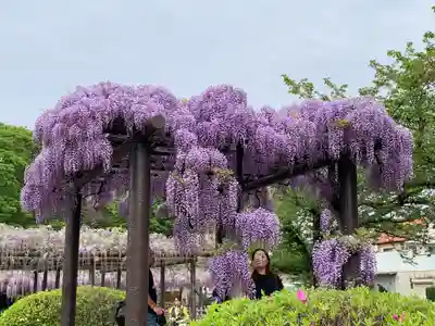 玉敷神社の自然