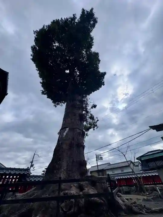 日吉御田神社の{uncategorized: "未分類", other: "その他", undefined: "問題あり", building: "その他建物", grave: "お墓", sacred_gate: "鳥居", guardian: "狛犬", statue: "像", buddha: "仏像", history: "歴史", nature: "自然", garden: "庭園", animal: "動物", pagoda: "塔", temizu: "手水舎", mountain_gate: "山門・神門", sanctuary: "本殿・本堂", subordinate: "末社・摂社", art: "芸術", scenery: "景色", jizo: "地蔵", ema: "絵馬", goshuin: "御朱印", omikuji: "おみくじ", items: "授与品その他", amulet: "お守り", goshuincho: "御朱印帳", eats: "食事", festival: "お祭り", votive_dance: "神楽", shichigosan: "七五三参", wedding: "結婚式", experience: "体験その他", initially: "初詣", around: "周辺", anti_infection: "感染症対策"}