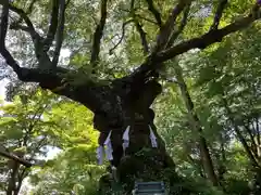 しなの木神社(群馬県)