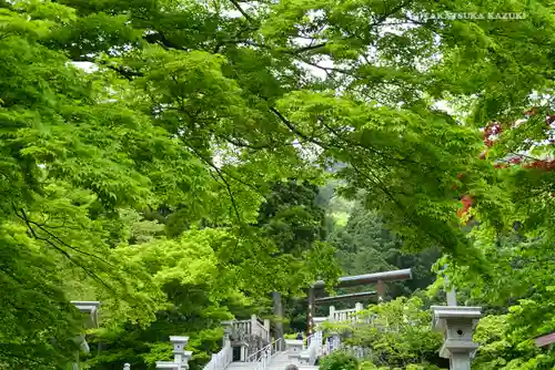 大山阿夫利神社の自然